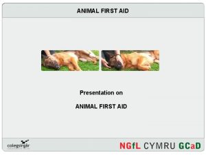 ANIMAL FIRST AID Presentation on ANIMAL FIRST AID