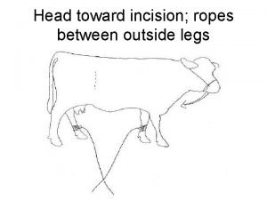 Head toward incision ropes between outside legs Incision
