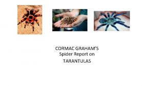 CORMAC GRAHAMS Spider Report on TARANTULAS What are