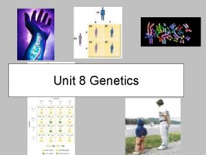Unit 8 Genetics P Generation truebreeding parents Mendels