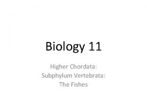 Biology 11 Higher Chordata Subphylum Vertebrata The Fishes