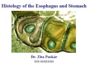 Histology of the Esophagus and Stomach Dr Zita