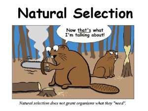 Natural Selection Which mouse is the fittest Why