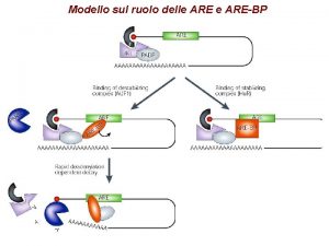 Modello sul ruolo delle AREBP Degradazione dipendente dalle