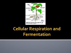 Cellular Respiration and Fermentation 9 1 Cellular Respiration