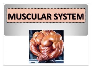 MUSCULAR SYSTEM Produce movement Maintain posture Stabilize joints