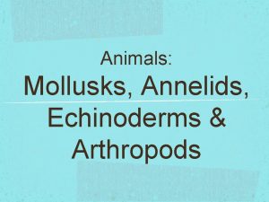 Animals Mollusks Annelids Echinoderms Arthropods The Mollusks 23
