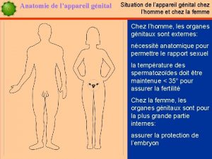 Anatomie de lappareil gnital Situation de lappareil gnital