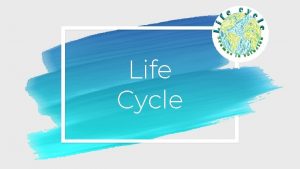 Life Cycle HELLO Nosotrxs conformamos el equipo de