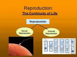 Reproduction The Continuity of Life Reproduction Sexual Reproduction