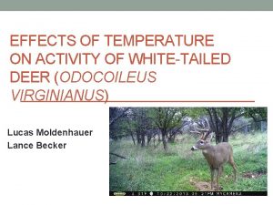 EFFECTS OF TEMPERATURE ON ACTIVITY OF WHITETAILED DEER