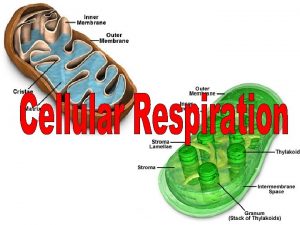 Overview of Cellular Respiration Cellular respiration makes ATP