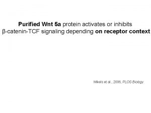 Purified Wnt 5 a protein activates or inhibits