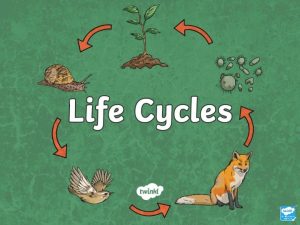 Contents What is a Lifecycle Insects Mammals Birds