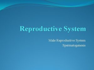 Reproductive System Male Reproductive System Spermatogenesis The Male