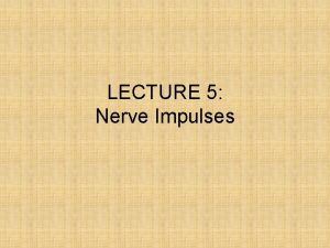 LECTURE 5 Nerve Impulses What are the Cells