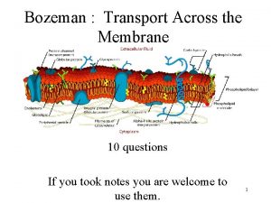 Bozeman Transport Across the Membrane 10 questions If