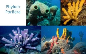 Phylum Porifera 1 Phylum Porifera The Sponges Sponges