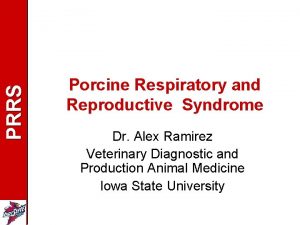 PRRS Porcine Respiratory and Reproductive Syndrome Dr Alex