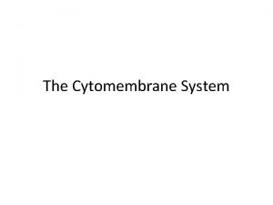 The Cytomembrane System Components Endoplasmic Reticulum Rough Smooth