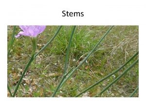 Stems Stems A stem is the other structural