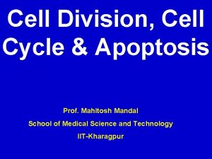 Cell Division Cell Cycle Apoptosis Prof Mahitosh Mandal