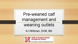 Preweaned calf management and weaning outlets KJ Whitman