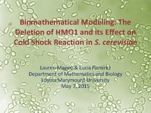 Biomathematical Modeling The Deletion of HMO 1 and