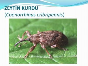 ZEYTN KURDU Coenorrhinus cribripennis Tanm ve Yaay Genel