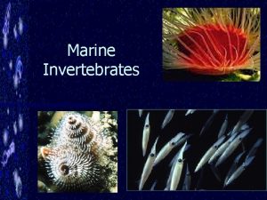 Marine Invertebrates Who are the Invertebrates Any animal