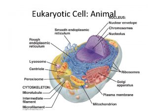 Eukaryotic Cell Animal Eukaryotic Plant Plasma Membrane Outer