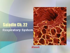 Saladin Ch 22 Respiratory System Alveoli Respiratory Processes