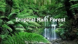 Tropical Rain Forest by Alberto Flores and Dijanira