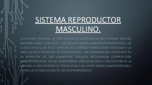 SISTEMA REPRODUCTOR MASCULINO LA FUNCIN PRINCIPAL DE ESTE