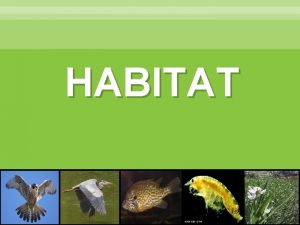 HABITAT Vocabulary Habitat Organism River Population Wetland Community