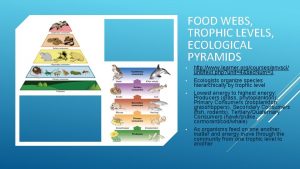 FOOD WEBS TROPHIC LEVELS ECOLOGICAL PYRAMIDS http www