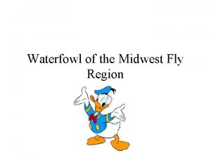 Waterfowl of the Midwest Fly Region What do