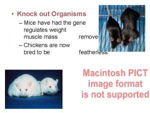 Knock out Organisms Mice have had the gene