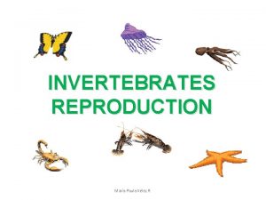 INVERTEBRATES REPRODUCTION Mara Paula Vlez R Some characteristics