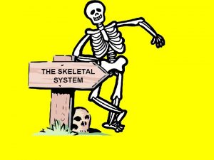 THE SKELETAL SYSTEM Skeletal System FUNCTIONS 1 Movement