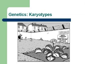 Genetics Karyotypes Chromososmes l l Traits are passed