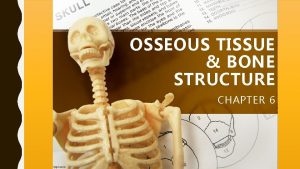 OSSEOUS TISSUE BONE STRUCTURE CHAPTER 6 List and