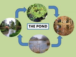 THE POND A pond in SPRING Its the