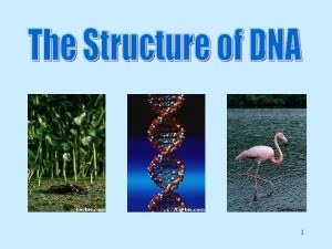 1 DNA DNA is the blueprint of life