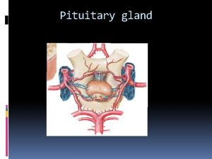 Pituitary gland Gross anatomy of the pituitary gland