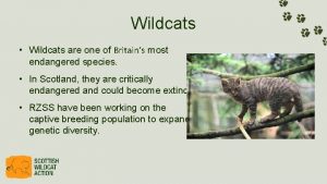 Wildcats Wildcats are one of Britains most endangered