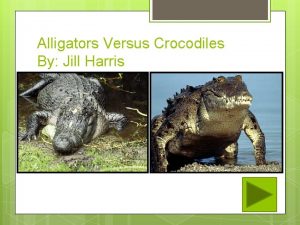 Alligators Versus Crocodiles By Jill Harris Can you