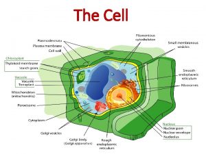 The Cell First view of cells Robert Hooke
