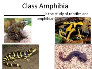 Class Amphibia is the study of reptiles and