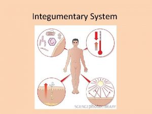 Integumentary System SKIN LAYERS Epidermis and Dermis EPIDERMIS